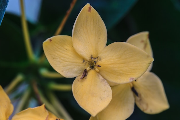 Ixora giallo, fiore del gelsomino dell&#39;India occidentale