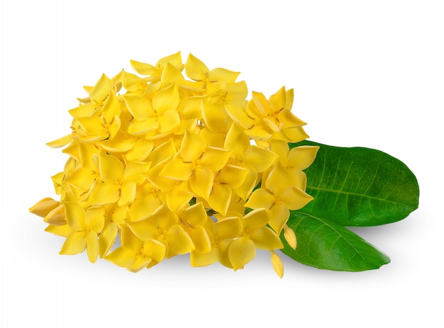 Ixora giallo isolato su fondo bianco