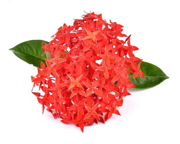 Ixora rosso su sfondo bianco