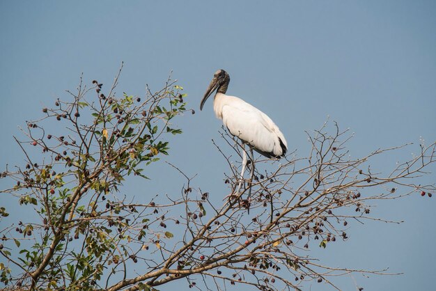 Jabiru in ambiente paludoso Jabiru mycteria Pantanal Mato Grosso Brasile