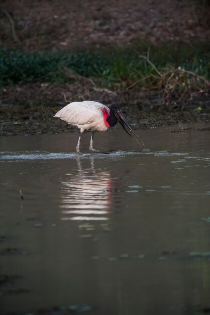 Jabiru pesca Pantanal Brasile