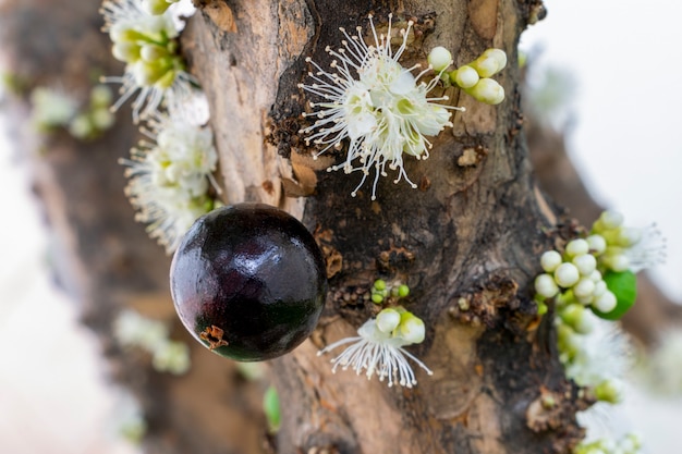 Jaboticaba e fiori maturi sull'albero