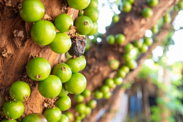 Jabuticaba, bellissimi dettagli di un albero di jabuticaba carico di frutti ancora verdi, luce naturale, messa a fuoco selettiva.