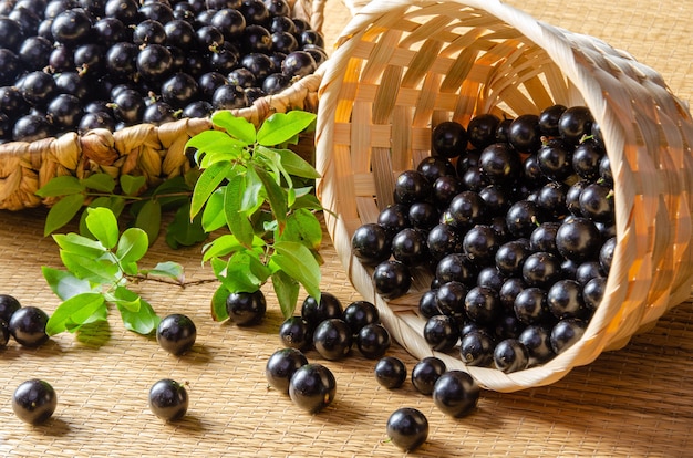 Jabuticaba, Jabuticabas appena raccolto e non ancora lavato e rami con foglie poste in un cesto di paglia su una stuoia di paglia, messa a fuoco selettiva.