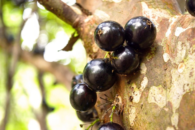 Jabuticaba nell'albero pronto per essere raccolto Jaboticaba è l'albero d'uva nativo del Brasile