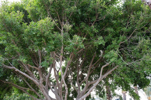 Jabuticabeira con frutta. Jabuticabas sull'albero. Foto di alta qualità