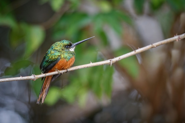 Jacamar rufoustailed su un albero nell'habitat naturale