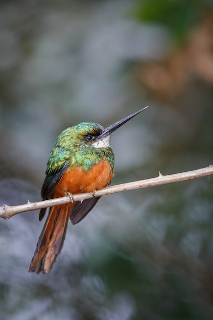 Jacamar rufoustailed su un albero nell'habitat naturale