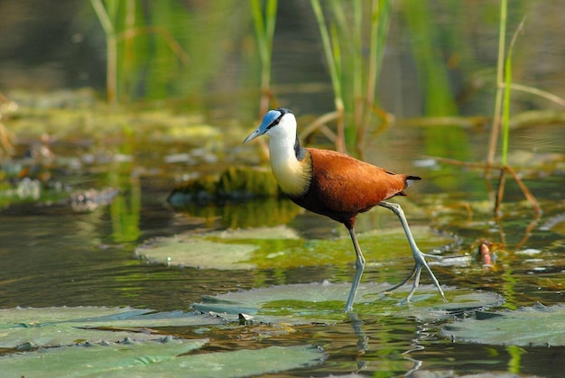 Jacana africana o LilyTrotter Actophilornis africanus nella riserva di Pongolaport Dam Pongola