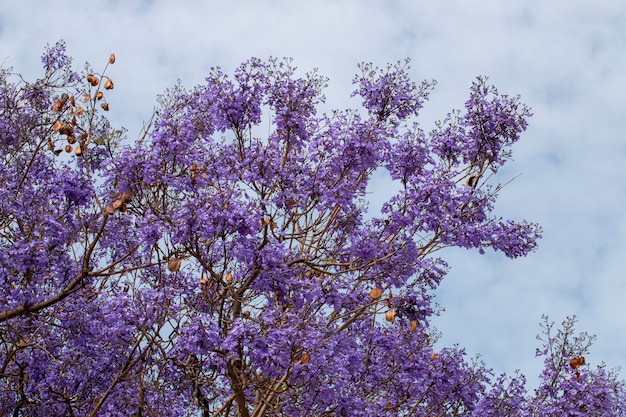 Jacaranda mimosifolia tree