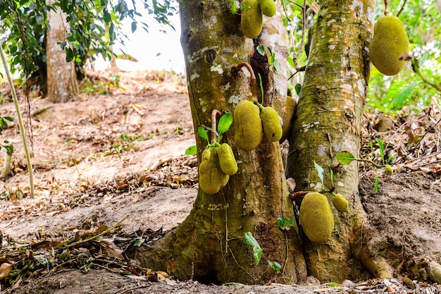 Jack albero da frutto con frutti maturi presso la fattoria di Zanzibar