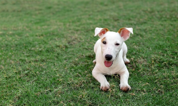 Jack russel cane ritratto su erba verde