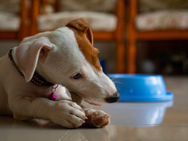 Jack russel terrier bit cibo osseo nel soggiorno.