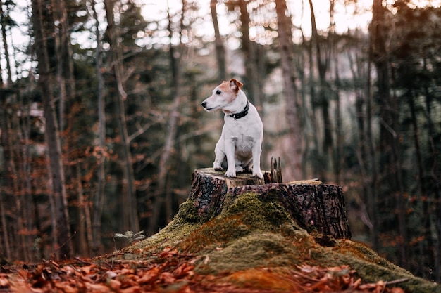 Jack russel terrier cane nella foresta d'autunno