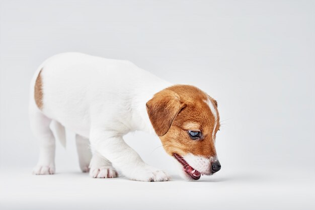 Jack russel terrier cane su uno sfondo bianco