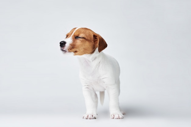 Jack russel terrier cane su uno sfondo bianco
