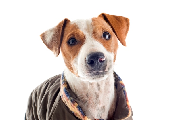 Jack russel terrier con cappotto