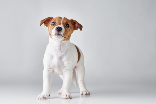 Jack Russel terrier cucciolo di cane