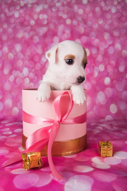 Jack russel terrier cucciolo in una scatola regalo rosa