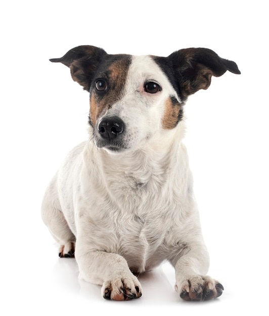 Jack russel terrier isolato su bianco