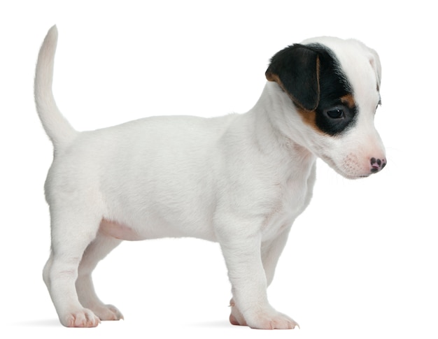 Jack russel terrier Puppy (7 settimane)