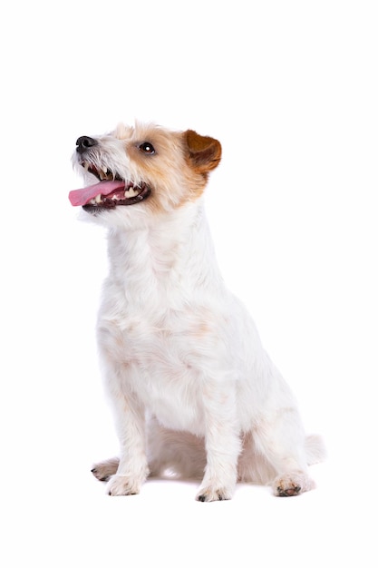 Jack Russel Terrier