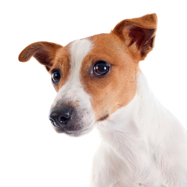 jack russel terrier