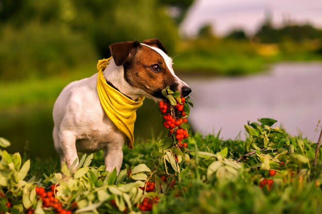 Jack Russell autunno a Rowan