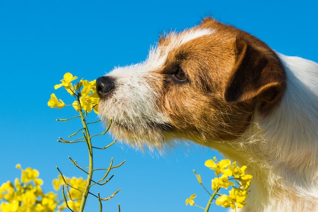 Jack russell cane che fiuta il giallo avvolge i fiori