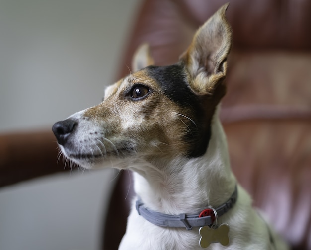 Jack Russell cane guardando fuori dalla finestra da casa.