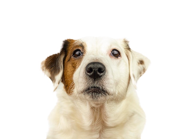 Jack Russell cane isolato su sfondo bianco Messa a fuoco selettiva