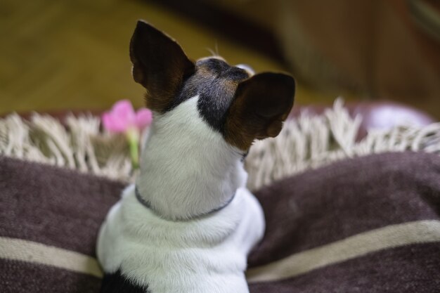 Jack Russell cane sdraiato appoggiato sulla sua coperta rilassato.