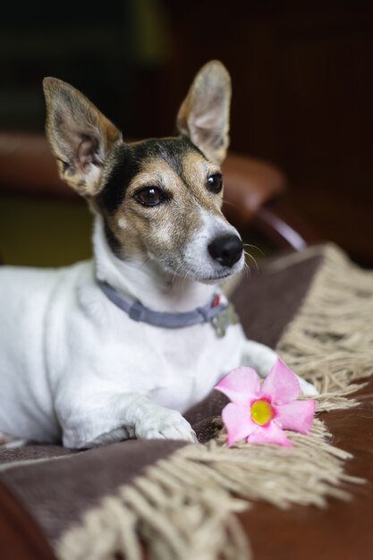 Jack Russell cane sdraiato insieme a un fiore sulla coperta.