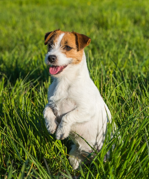 Jack Russell cane si siede sull'erba verde sorridendo