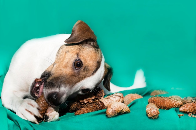 Jack Russell con coni su sfondo verde