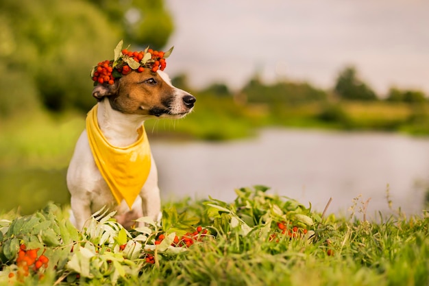 Jack Russell con una corona di cenere sul capo autunnale