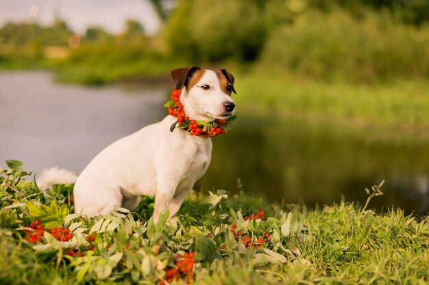 Jack Russell con una corona di cenere sul capo autunnale