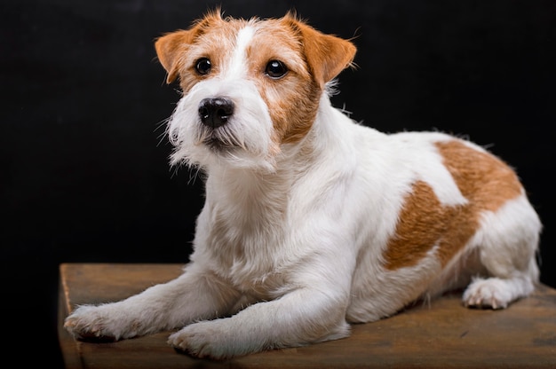 Jack Russell di razza è sdraiato su un piedistallo in studio e guarda la telecamera