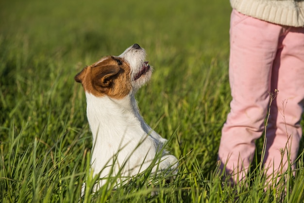 Jack Russell Dog si siede sull'erba verde sorridendo