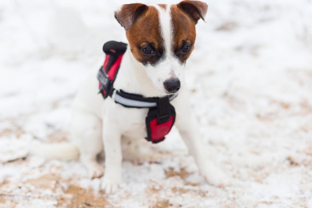 Jack Russell è triste in inverno