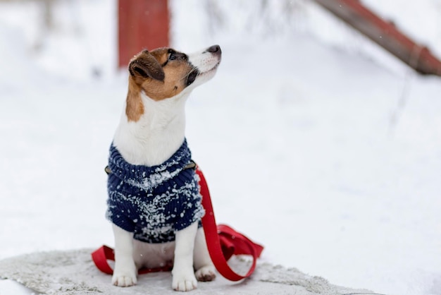 Jack Russell in abiti invernali