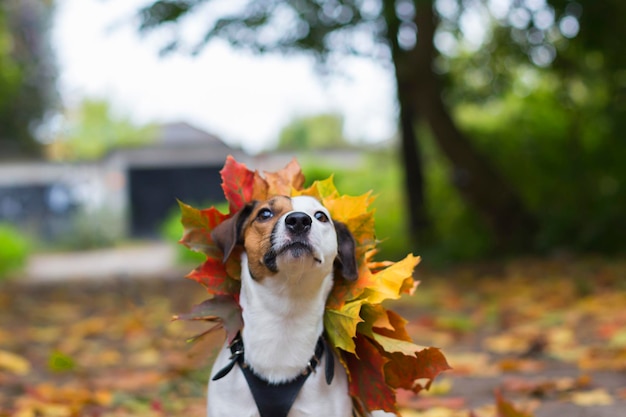 Jack Russell in autunno