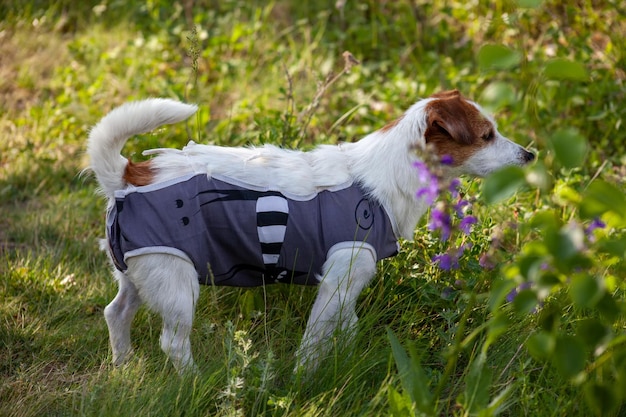 Jack Russell in giacca dopo l'intervento chirurgico un cane in una passeggiata nella natura