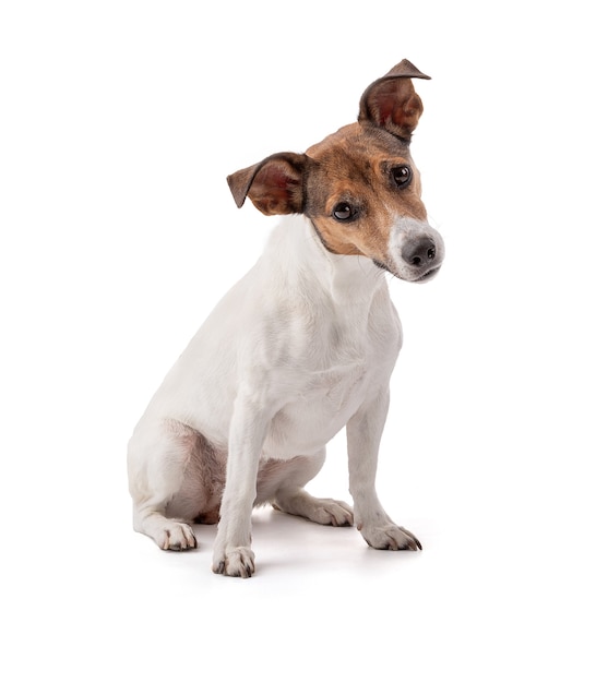 Jack Russell in studio su sfondo bianco