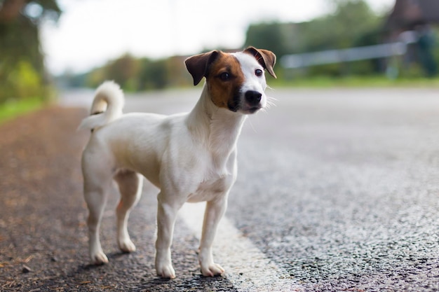 Jack Russell in viaggio