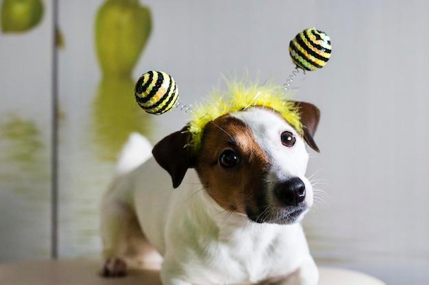 Jack Russell nel bordo sotto forma di api