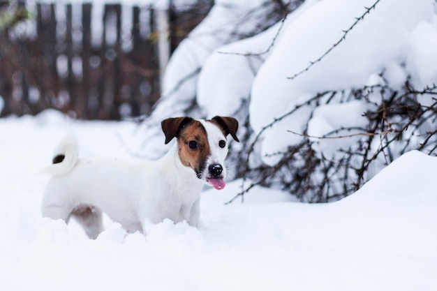 Jack Russell passeggia nel parco innevato