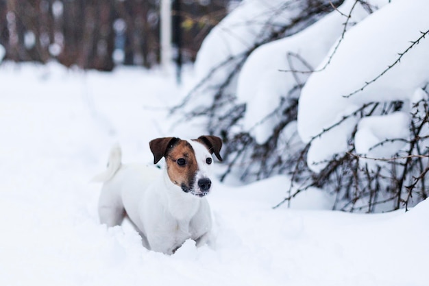 Jack Russell passeggia nel parco innevato