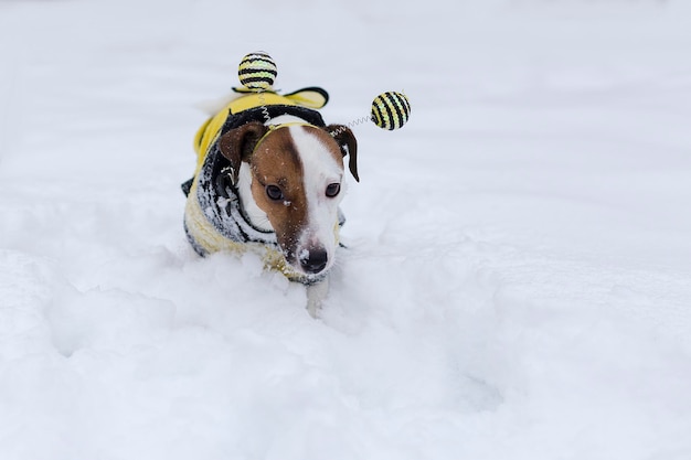 Jack Russell passeggia nel parco innevato