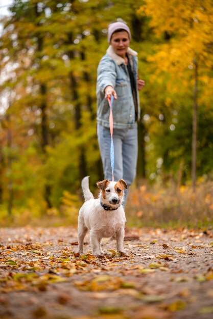 Jack Russell sta tirando il guinzaglio. La donna cammina con il cane nel parco d'autunno